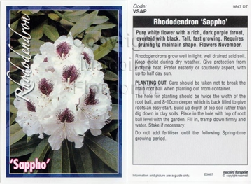 Picture of RHODODENDRON SAPPHO                                                                                                                                   