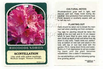Picture of RHODODENDRON SCINTILLATION                                                                                                                            