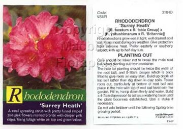 Picture of RHODODENDRON SURREY HEATH                                                                                                                             