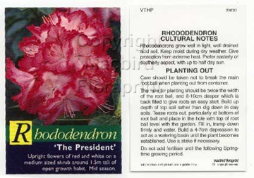 Picture of RHODODENDRON THE PRESIDENT                                                                                                                            