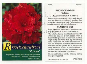 Picture of RHODODENDRON VULCAN                                                                                                                                   