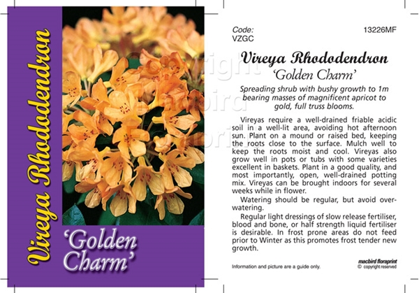 Picture of RHODODENDRON VIREYA GOLDEN CHARM                                                                                                                      