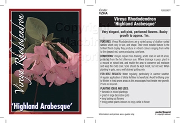 Picture of RHODODENDRON VIREYA HIGHLAND ARABESQUE                                                                                                                