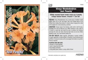 Picture of RHODODENDRON VIREYA JUST PEACHY                                                                                                                       
