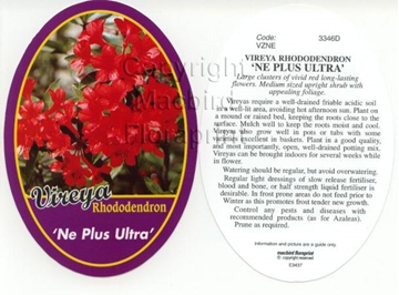 Picture of RHODODENDRON VIREYA NE PLUS ULTRA                                                                                                                     