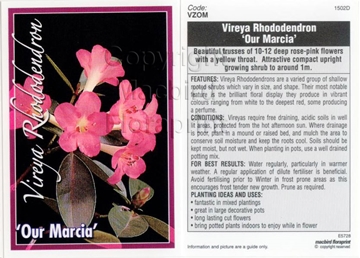 Picture of RHODODENDRON VIREYA OUR MARCIA                                                                                                                        