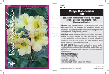 Picture of RHODODENDRON VIREYA TOFF                                                                                                                              