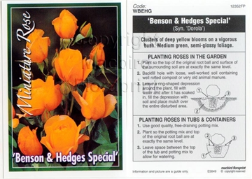 Picture of ROSE MINI BENSON &amp; HEDGES SPECIAL                                                                                                                 