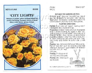Picture of ROSE MINI CITY LIGHTS                                                                                                                                 