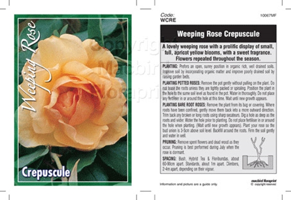 Picture of ROSE CREPUSCULE (WEEPING)                                                                                                                             