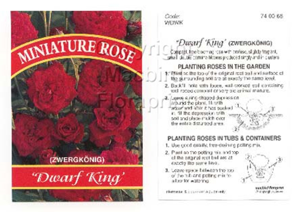 Picture of ROSE MINI DWARF KING                                                                                                                                  