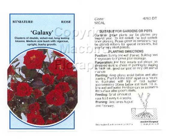 Picture of ROSE MINI GALAXY                                                                                                                                      