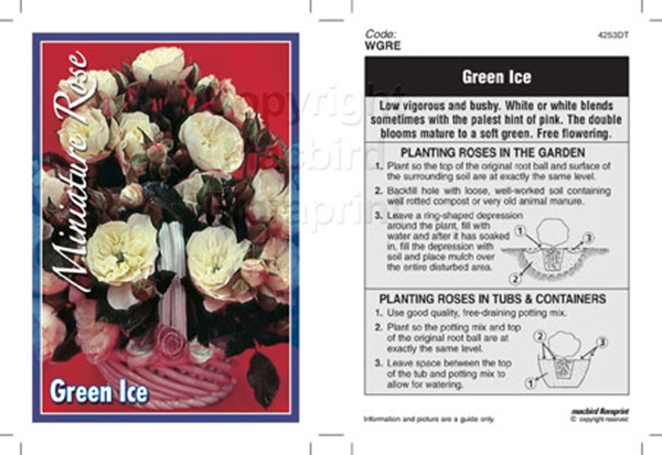 Picture of ROSE MINI GREEN ICE                                                                                                                                   