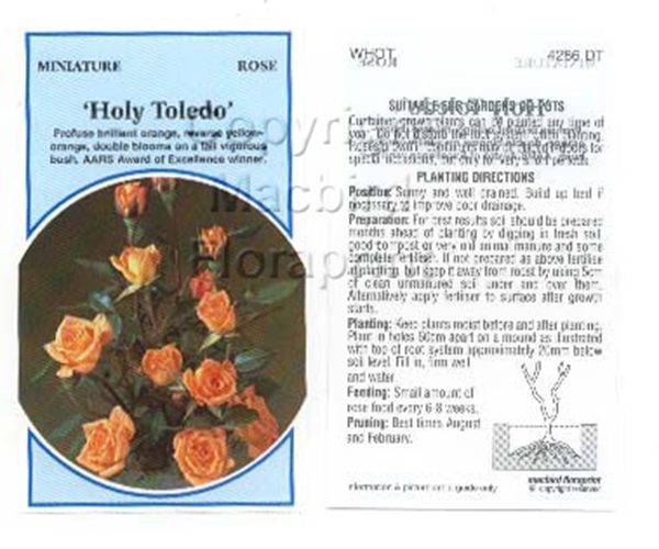 Picture of ROSE MINI HOLY TOLEDO                                                                                                                                 