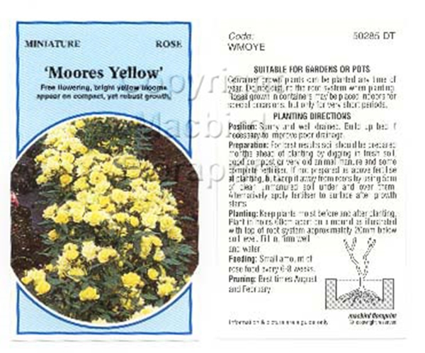 Picture of ROSE MINI MOORES YELLOW                                                                                                                               