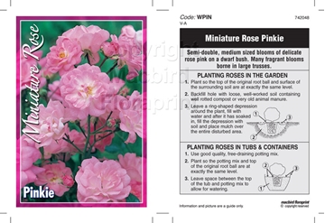 Picture of ROSE MINI PINKIE                                                                                                                                      