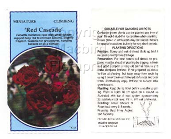 Picture of ROSE MINI RED CASCADE CLIMBING                                                                                                                        