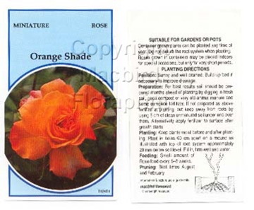 Picture of ROSE MINI ORANGE SHADE (UNNAMED VARIETY)                                                                                                              