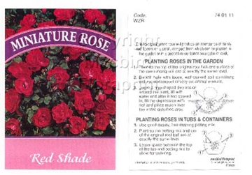 Picture of ROSE MINI RED SHADE (UNNAMED VARIETY)                                                                                                                 