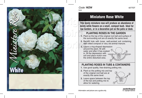 Picture of ROSE MINI WHITE SHADE (UNNAMED VARIETY)                                                                                                               