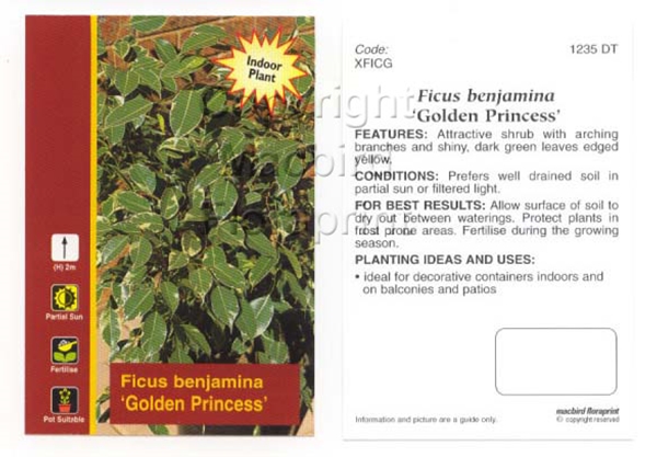 Picture of HOUSEPLANT FICUS BENJAMINA GOLDEN PRINCESS                                                                                                            