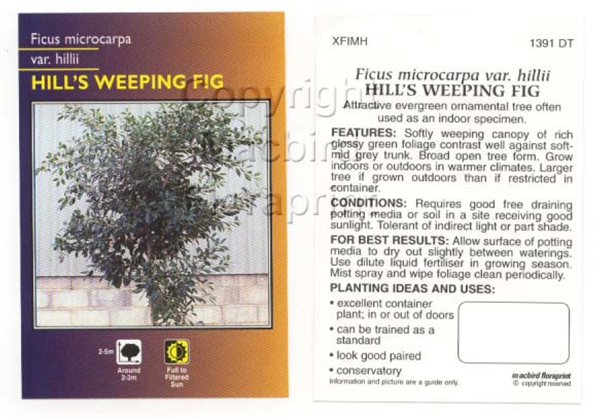 Picture of HOUSEPLANT FICUS MICROCARPA VAR HILLII HILLS WEEPING FIG                                                                                              