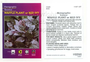 Picture of HEMIGRAPHIS ALTERNATA EXOTICA (SYN H. COLORATA)                                                                                                       