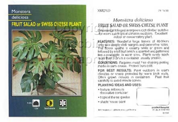 Picture of HOUSEPLANT MONSTERA DELICIOSA                                                                                                                         