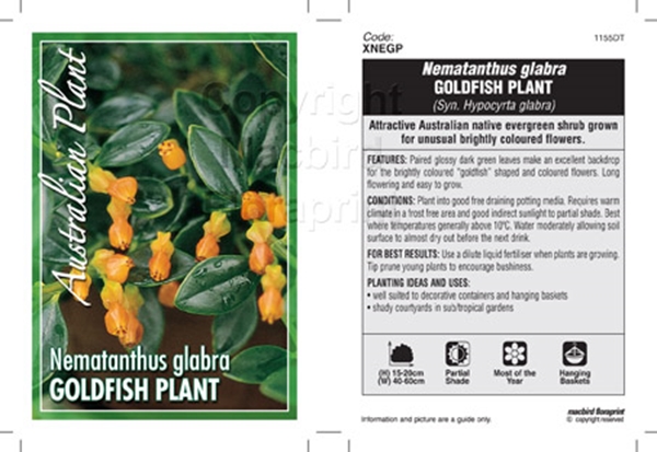 Picture of HOUSEPLANT NEMATANTHUS GLABRA GOLDFISH PLANT                                                                                                          