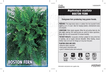Picture of FERN NEPHROLEPIS EXALTATA BOSTON FERN                                                                                                                 