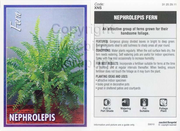 Picture of FERN NEPHROLEPIS (UNNAMED VARIETY)                                                                                                                    