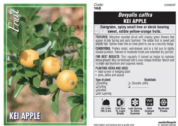 Picture of FRUIT KEI APPLE DOVYALIS CAFFRA                                                                                                                       