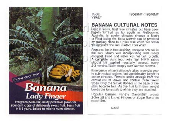 Picture of FRUIT BANANA LADY FINGER                                                                                                                              