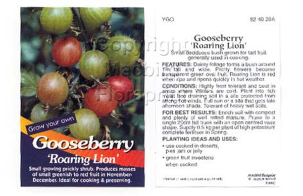 Picture of FRUIT GOOSEBERRY ROARING LION                                                                                                                         