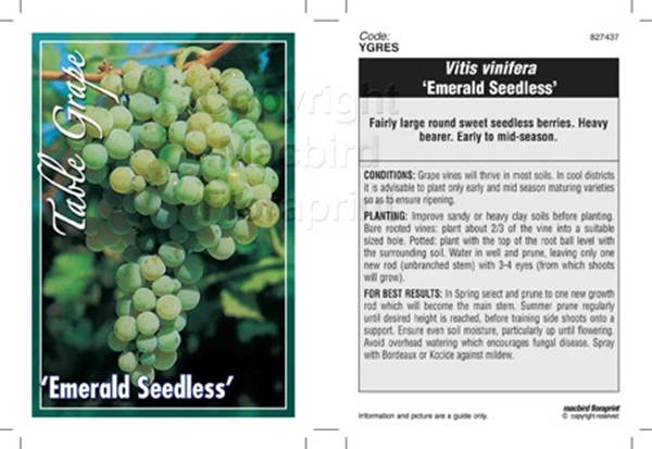 Picture of FRUIT GRAPE TABLE EMERALD SEEDLESS                                                                                                                    