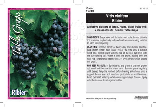 Picture of FRUIT GRAPE TABLE RIBIER                                                                                                                              
