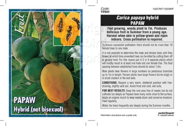 Picture of FRUIT PAWPAW HYBRID                                                                                                                                   