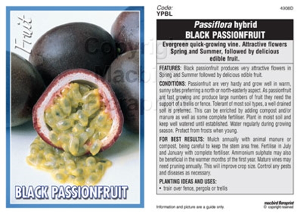 Picture of FRUIT PASSIONFRUIT BLACK HYBRID                                                                                                                       