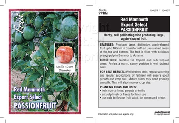 Picture of FRUIT PASSIONFRUIT RED MAMMOTH EXPORT SELECT                                                                                                          