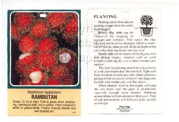 Picture of FRUIT RAMBUTAN NEPHALIUM LAPPACEUM                                                                                                                    