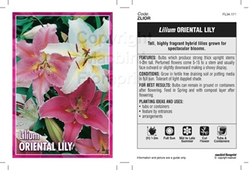 Picture of BULB LILIUM ORIENTAL LILY                                                                                                                             