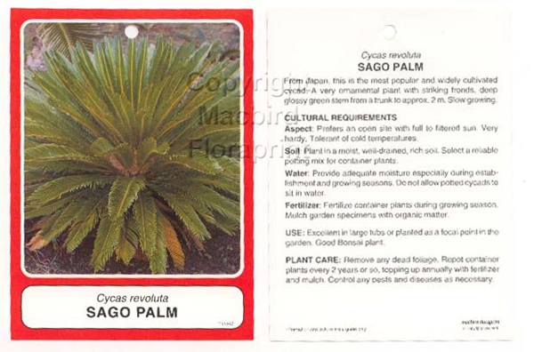 Picture of HOUSEPLANT CYCAS REVOLUTA SAGO PALM Jumbo Tag                                                                                                         