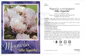 Picture of MAGNOLIA SOULANGEANA ALBA SUPERBA Jumbo Tag                                                                                                           
