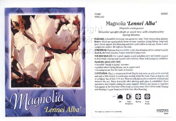 Picture of MAGNOLIA SOULANGEANA LENNEI ALBA Jumbo Tag                                                                                                            