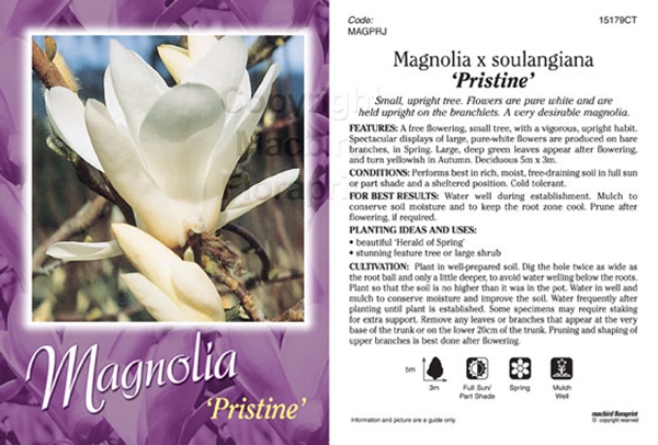 Picture of MAGNOLIA PRISTINE Jumbo Tag                                                                                                                           