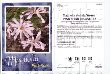 Picture of MAGNOLIA STELLATA ROSEA PINK STAR Jumbo Tag                                                                                                           