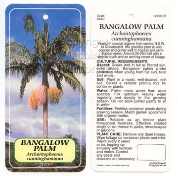 Picture of PALM ARCHONTOPHOENIX CUNNINGHAMIANA BANGALOW Jumbo Tag                                                                                                