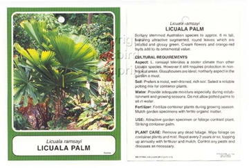 Picture of PALM LICUALA RAMSAYI Jumbo Tag                                                                                                                        