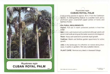 Picture of PALM ROYSTONEA REGIA CUBAN ROYAL PALM Jumbo Tag                                                                                                       