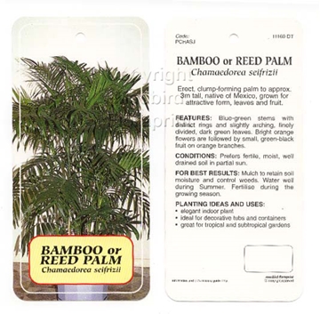 Picture of PALM CHAMAEDOREA SEIFRIZII BAMBOO OR REED Jumbo Tag                                                                                                   